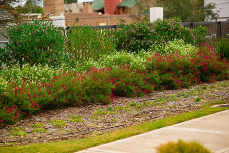 Eficiencia en nutrientes