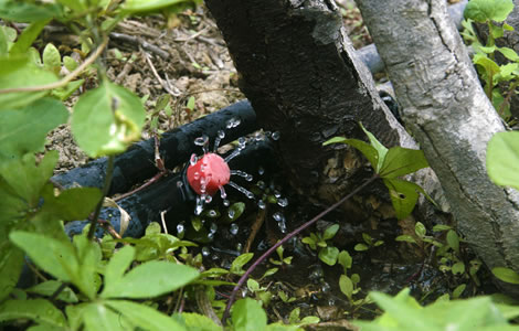 Dosis indicada de agua